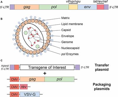 Frontiers | Gene-Editing Technologies Paired With Viral Vectors for